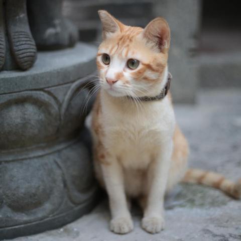 提供演唱會工作人員(兼職服務的專家Eddie Li