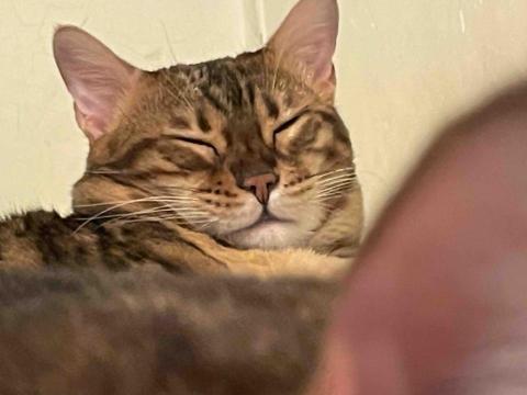 The pros providing kristeen chan xxxKingsley Chan