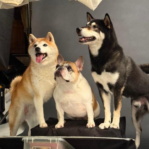 提供散步服務的專家Hei Parker