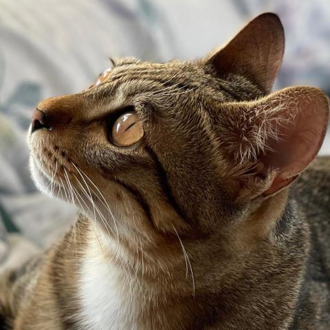 提供包車旅遊服務的專家Meow