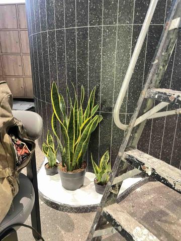 培逸顧問有限公司 - 室內綠植裝飾