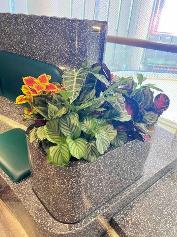 培逸顧問有限公司 - 室內綠植裝飾