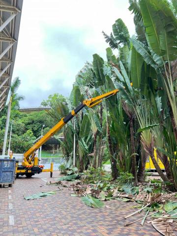 培逸顧問有限公司 - 樹木修剪