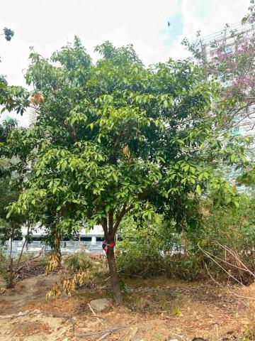 培逸顧問有限公司 - 樹木檢查