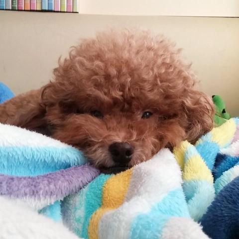 The pros providing lock near meDaphne