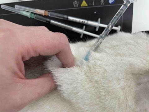 Kingsley Chan - 皮下注射