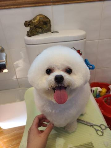 將軍澳寵物美容 - 