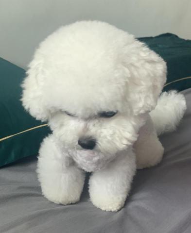 將軍澳寵物美容 - 