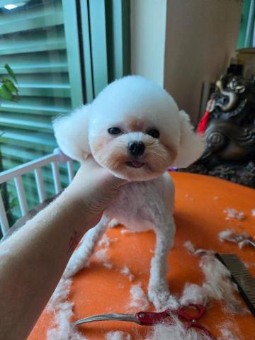 將軍澳寵物美容 - 