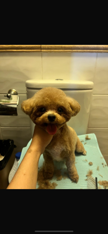 將軍澳寵物美容 - 