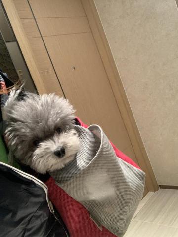 將軍澳寵物美容 - 