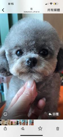 將軍澳寵物美容 - 