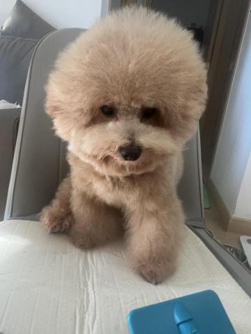 將軍澳寵物美容 - 