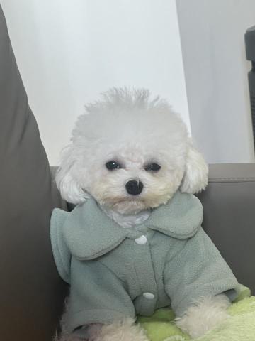 將軍澳寵物美容 - 