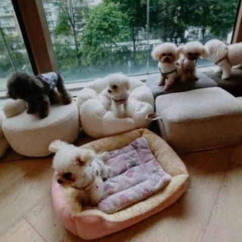 提供公園保安招聘服務的專家將軍澳寵物美容