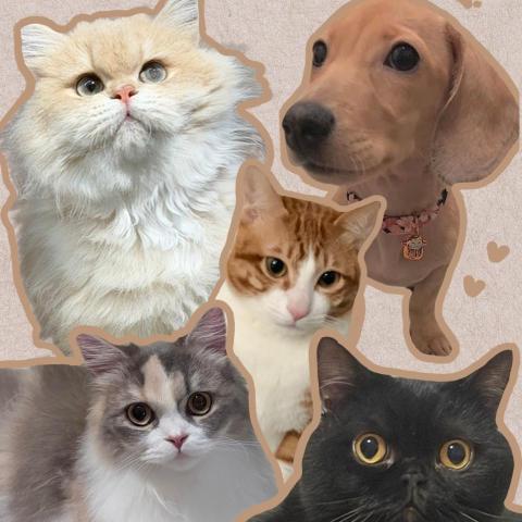 提供貓冲凉服務的專家mingming