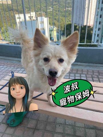 提供寵物美容課程服務的專家波叔寵物保姆