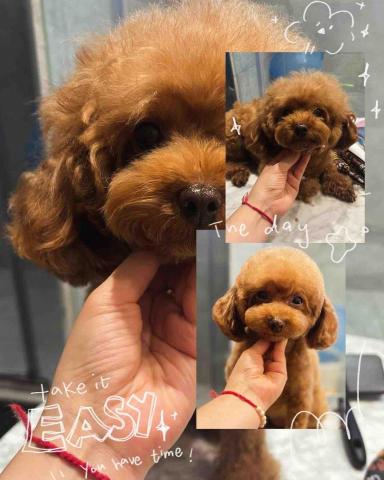 PetStory - 貴婦半手剪造型