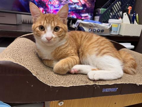 Jenny - 我家貓咪可可