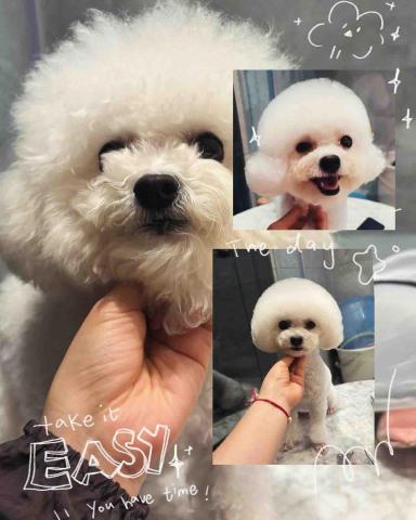 PetStory - 比熊爆改造型