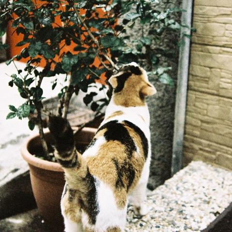 提供海报素材服務的專家Chan Yu Yan, Angel