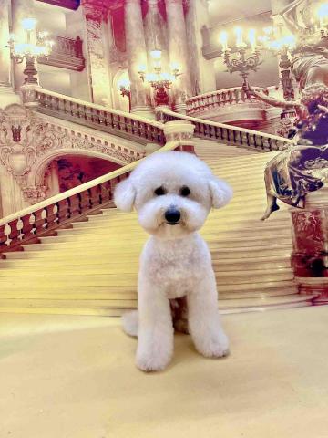 Poco&Paws寵物美容 免麻醉洗牙 - 