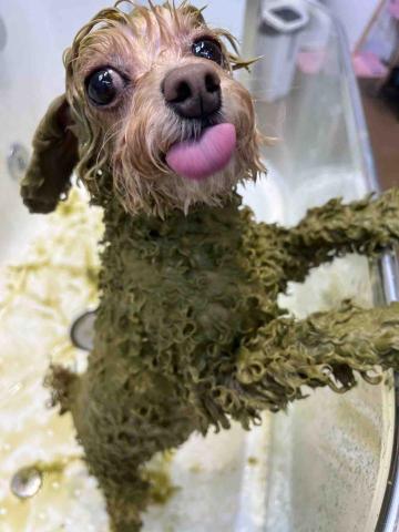 Poco&Paws寵物美容 免麻醉洗牙 - 