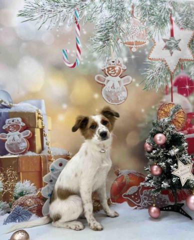 Poco&Paws寵物美容 免麻醉洗牙 - 