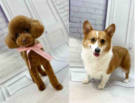 Poco&Paws寵物美容 免麻醉洗牙 - 