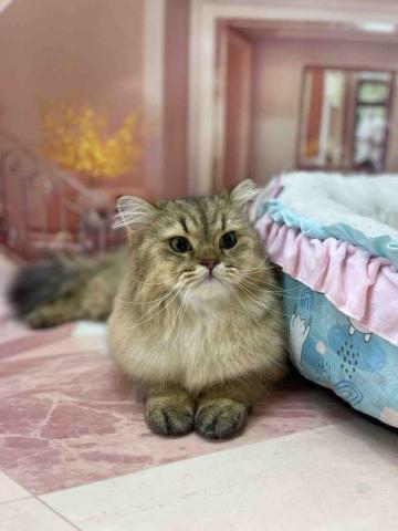 Poco&Paws寵物美容 免麻醉洗牙 - 