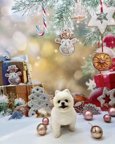 Poco&Paws寵物美容 免麻醉洗牙 - 