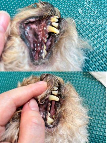 Poco&Paws寵物美容 免麻醉洗牙 - 《免麻醉洗牙全過程》

✅建立互信-
      *安抚和培养信任感  减少抵触情绪  

✅口腔健康預檢-
      *檢查發現和了解、口腔問題和鏟屎官 達成共識
✅工具使用-
        *採用寵物專業超聲波洗牙儀器或靜音工具、手洗牙垢和牙結石

✅全過程專業安全有耐心-
      *保證(毛孩)享受洗牙，在情緒穩定中完成

❤️專業寵物美容導師，已從事美容洗牙服務?足足超過*15年??是你信心的選擇?
 
❤️我們一心為寵，專業的護理，❣️讓毛孩更健康；每一個毛孩都是我們可愛的家人，請相信我