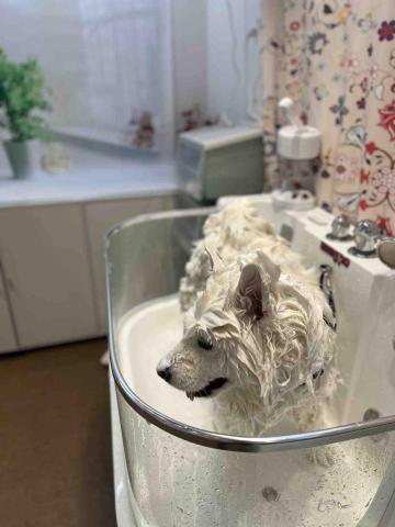 Poco&Paws寵物美容 免麻醉洗牙 - 