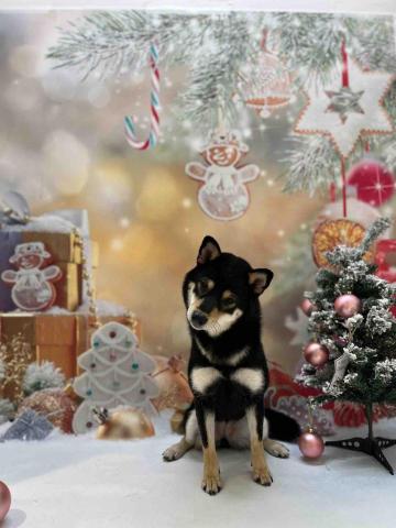 Poco&Paws寵物美容 免麻醉洗牙 - 