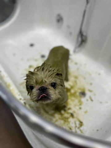 Poco&Paws寵物美容 免麻醉洗牙 - 