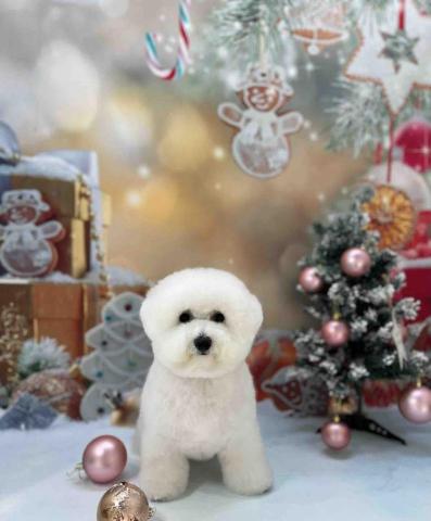 Poco&Paws寵物美容 免麻醉洗牙 - 