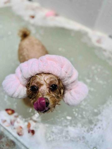 Poco&Paws寵物美容 免麻醉洗牙 - 
1️⃣日本深海泥SPA (血  液循環，美膚，) 

2️⃣日本草本泥SPA(保濕，皮膚，美毛)

3️⃣日本濃縮碳酸 泉SPA(去死毛，增強膚質免疫力，深層清潔) 

4️⃣椰油奶療泡泡浴(蓬鬆柔滑，修復毛髮，去除異味) 

5️⃣蜂蜜奶療泡泡浴(改善乾燥，強化皮膚，滋潤潔毛) 

6️⃣以色列死海鹽SPA(消炎殺菌，止癢,美白驅蟲，軟化角質層!)
7️⃣皮膚病藥療浴（真菌，痕癢，金錢蘚，趾間炎...等等）

8️⃣驅蟲藥療浴

注：以上SPA至少15分鐘專業手法按摩舒緩 減壓 排毒