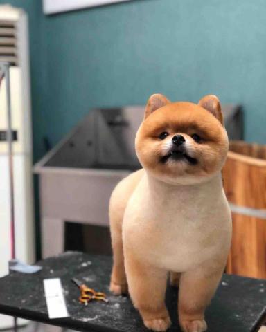 Poco&Paws寵物美容 免麻醉洗牙 - 