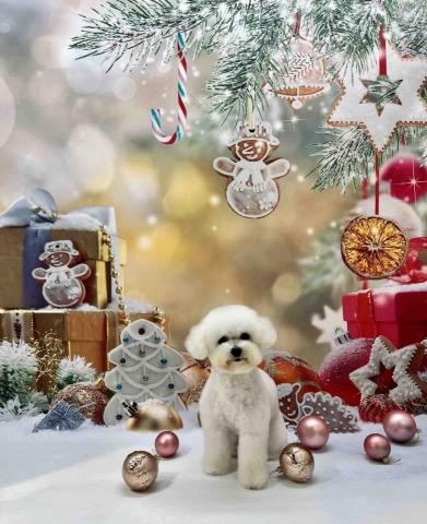 Poco&Paws寵物美容 免麻醉洗牙 - 