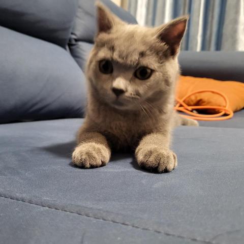 提供家庭廚師招聘服務的專家Yan Chow