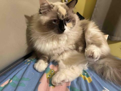 提供貓保姆服務的專家Mayin yeung