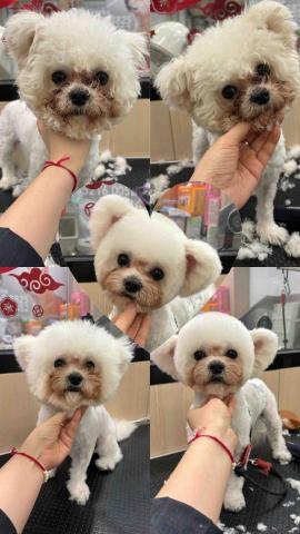 PetStory - 高耳位比熊裝，半手剪留頭尾