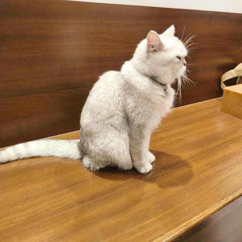 提供網頁制作服務的專家Fung