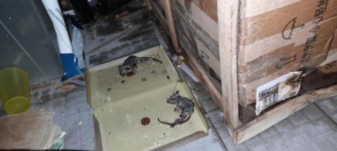 妥滅蟲控有限公司 Top Pest Control - 