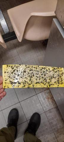 妥滅蟲控有限公司 Top Pest Control - 