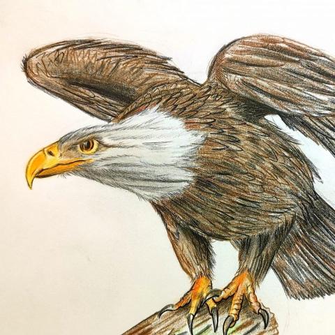 提供360足球網服務的專家Alex Yeung