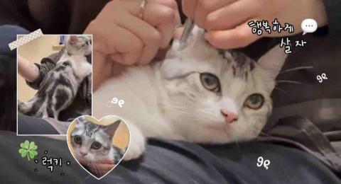 PetStory - 美短曼基妹妹美容