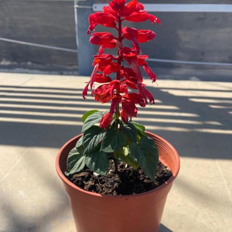 提供開鎖lihkg服務的專家Tommy