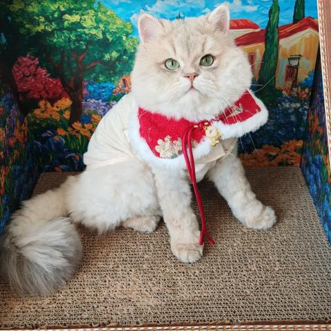 提供散步服務的專家夏雨