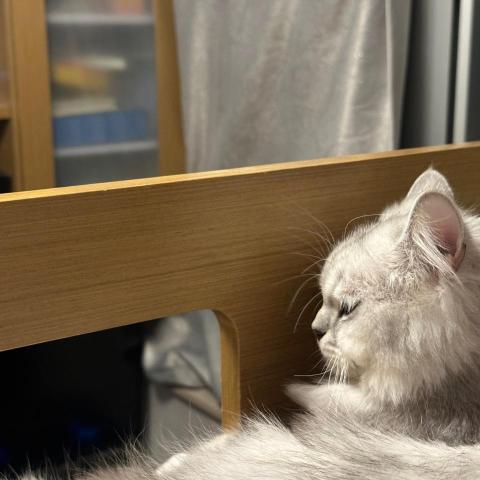 提供明愛招聘服務的專家THE Birdge.-